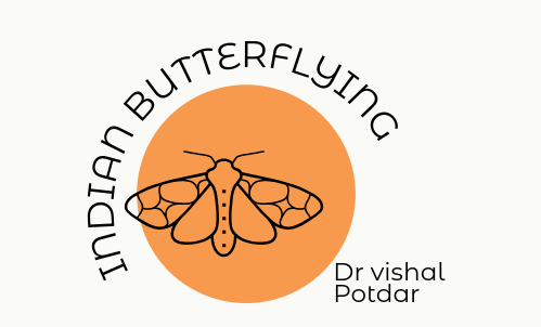indianbutterflying.com Logo